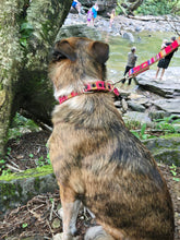 Load image into Gallery viewer, Guatemalan Leather Dog Collar  and Leash